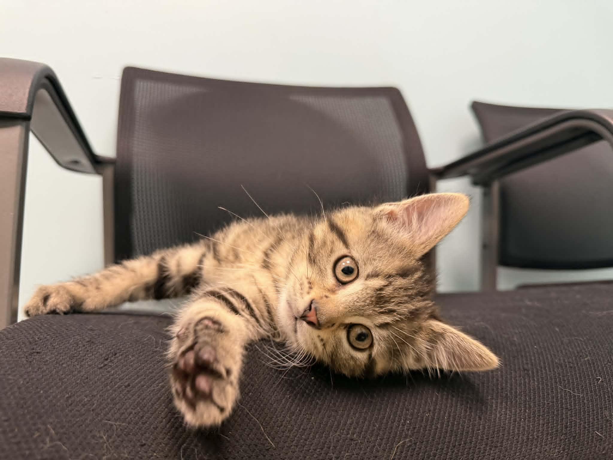 Enlarge Tiger, an adopted mixed breed in Story City, IA image 1/2