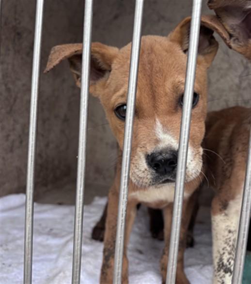 A474860, Adoptable, Puppy Male Terrier & Mixed Breed.