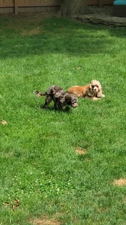 Enlarge Weeble, a ADOPTABLE mixed breed in Rochester, NY video 6/6