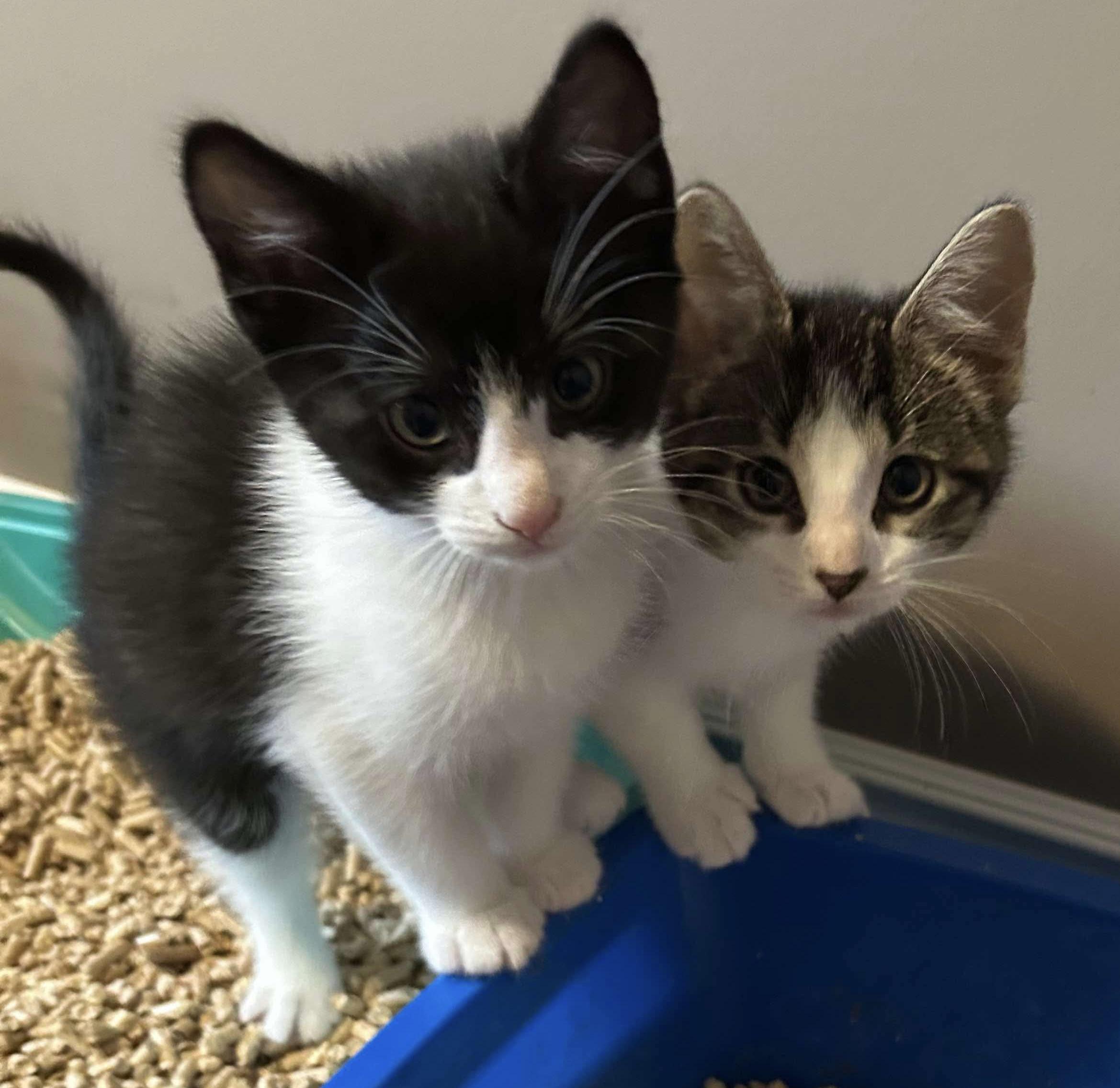 KITTENS (Starlight, Moonlight - F and Moonbeam -M)