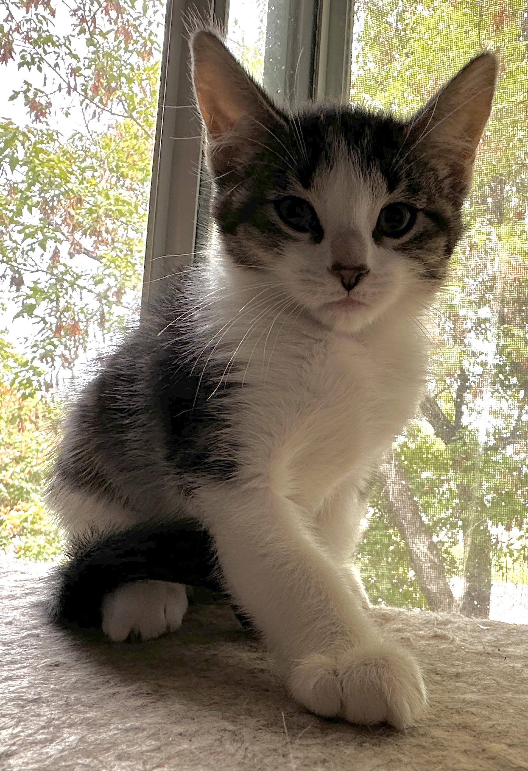 KITTENS (Starlight, Moonlight - F and Moonbeam -M)
