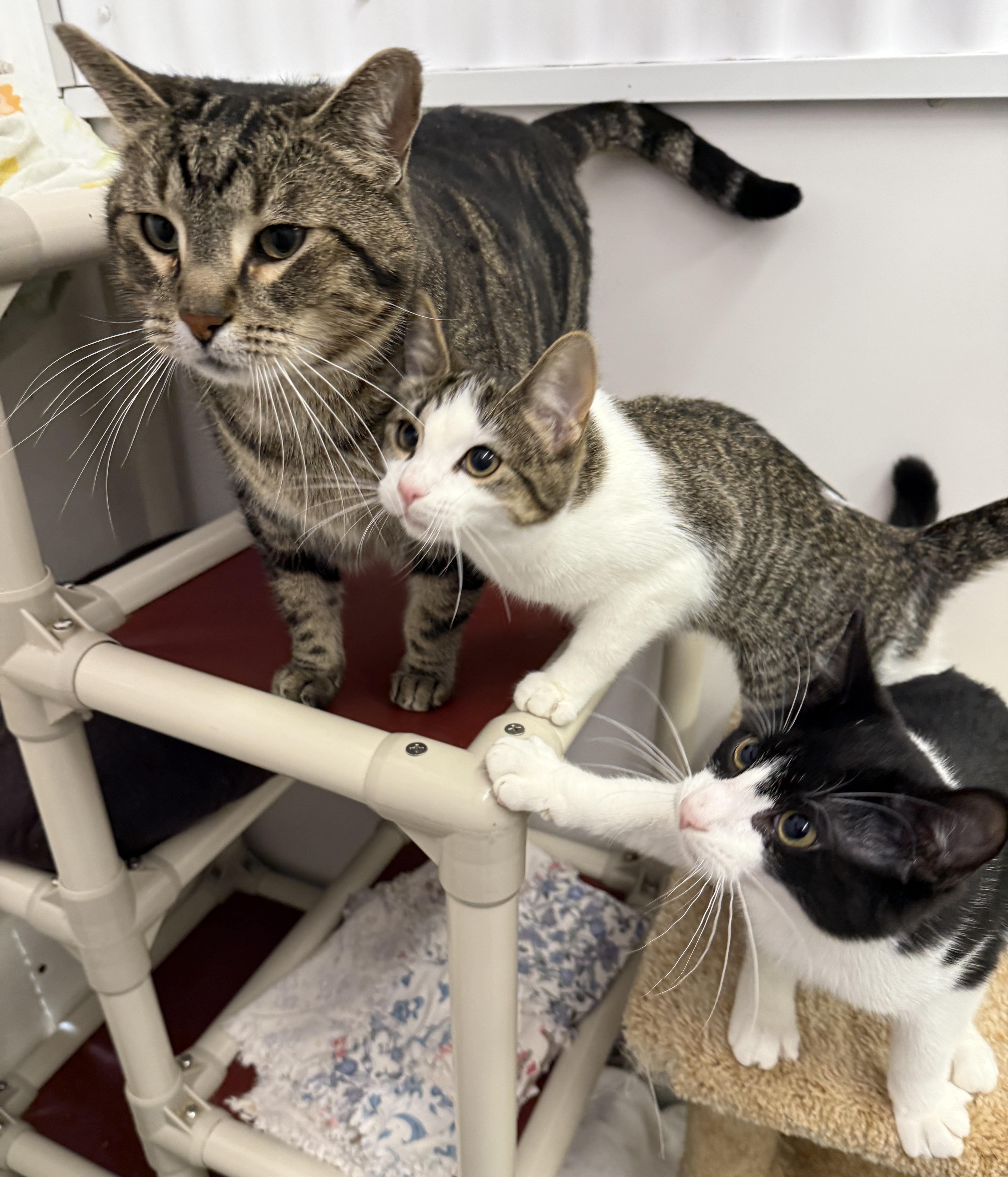 KITTENS (Starlight, Moonlight - F and Moonbeam -M)