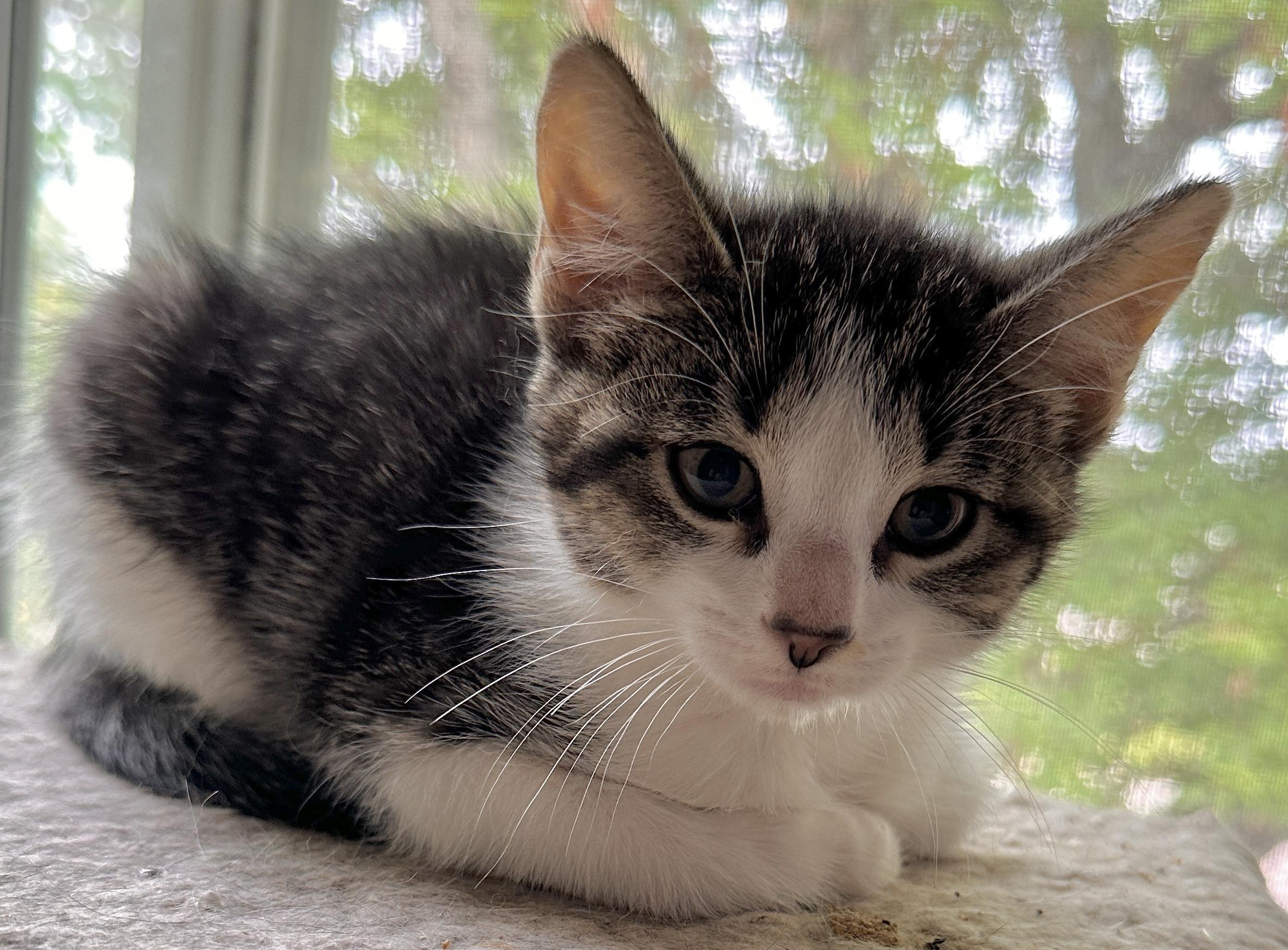 KITTENS (Starlight, Moonlight - F and Moonbeam -M)