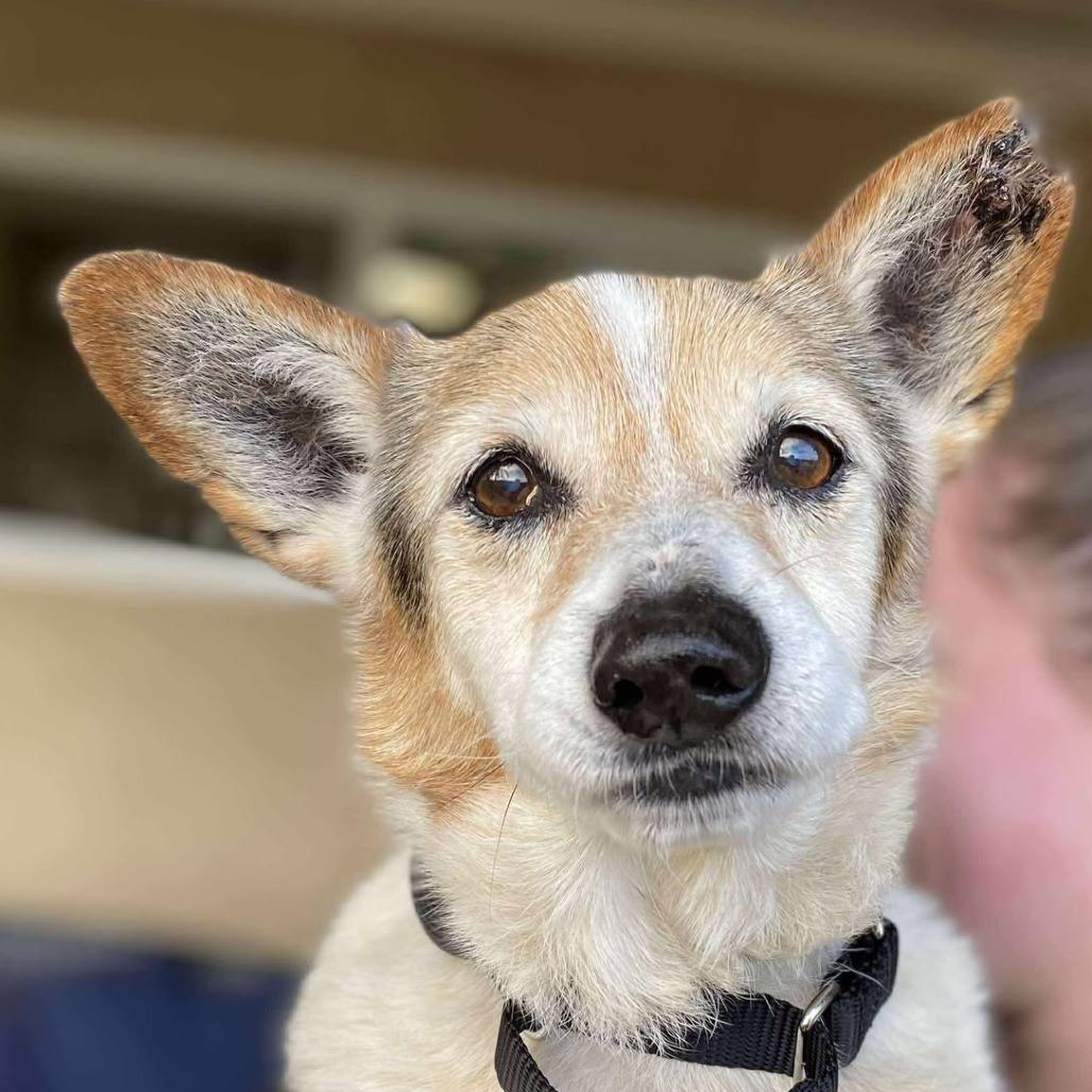 Corky — thumbnail 2