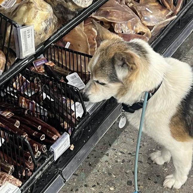 Corky — thumbnail 4