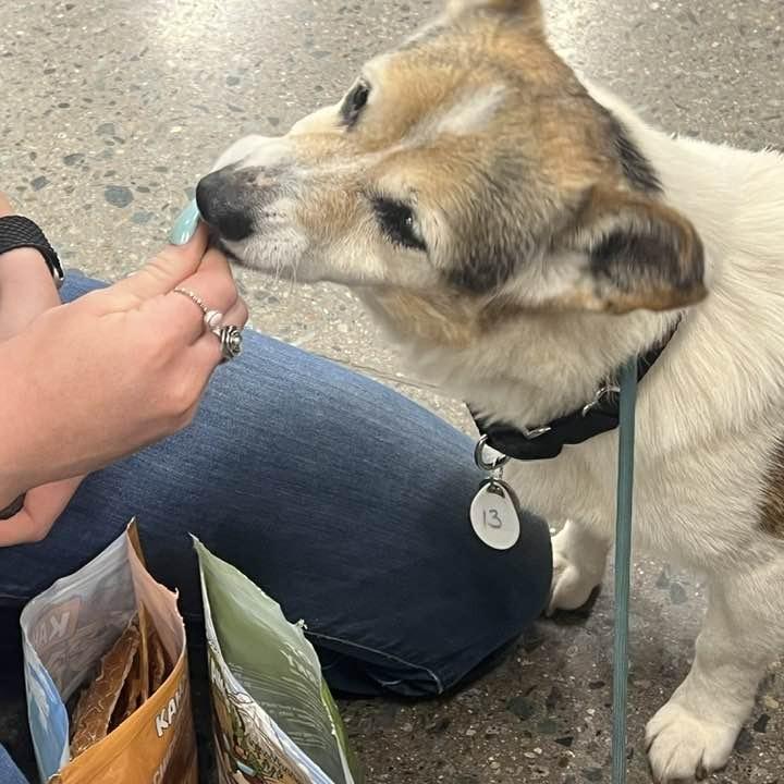 Corky — thumbnail 5