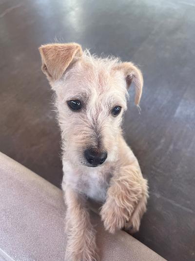 Coco, a ADOPTABLE mixed breed in Gardena, CA image 3/3