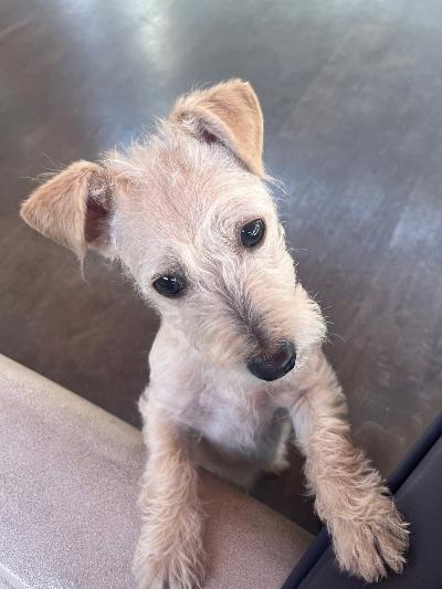 Coco, a ADOPTABLE mixed breed in Gardena, CA image 2/3