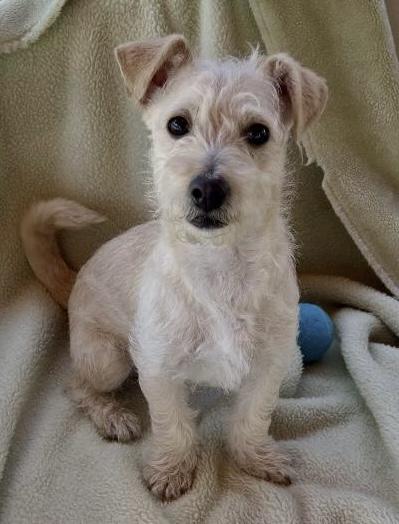 Coco, a ADOPTABLE mixed breed in Gardena, CA image 1/3