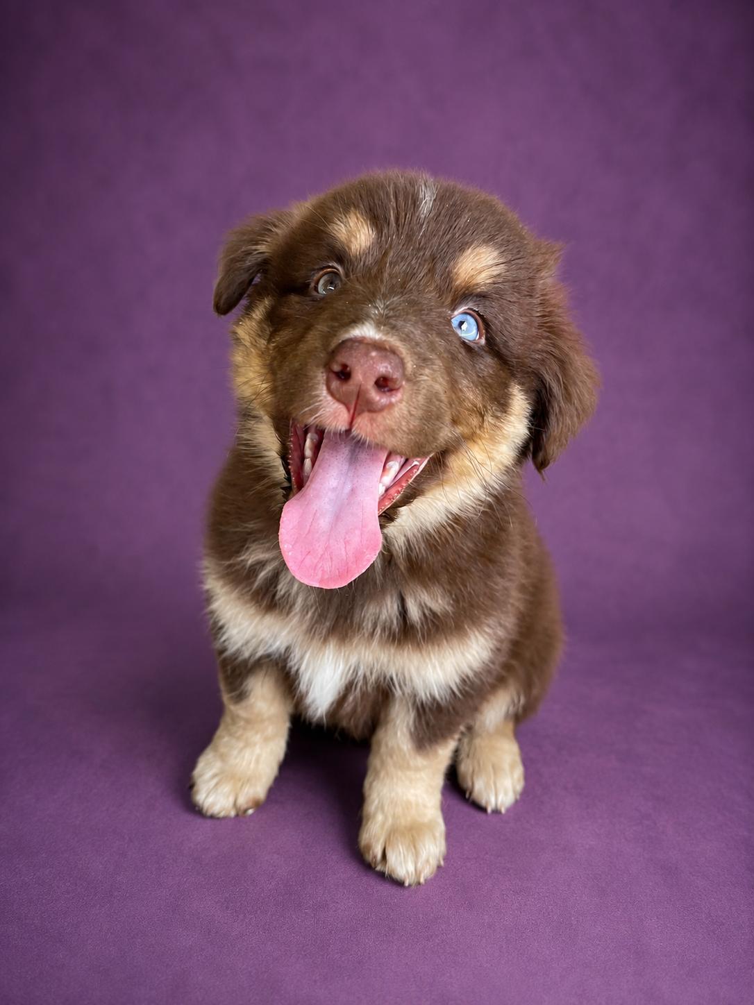 Gypsy, adopted, Puppy Female Husky & Australian Shepherd.