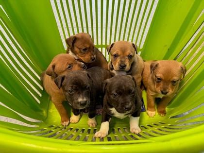 #1, Adoptable, Puppy Female Mixed Breed & Mixed Breed.