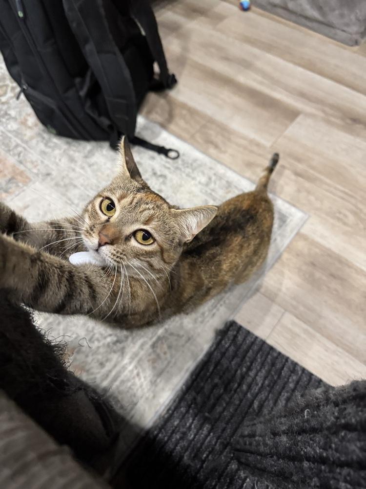 Peanut 4, Adoptable, Adult Female Domestic Short Hair.