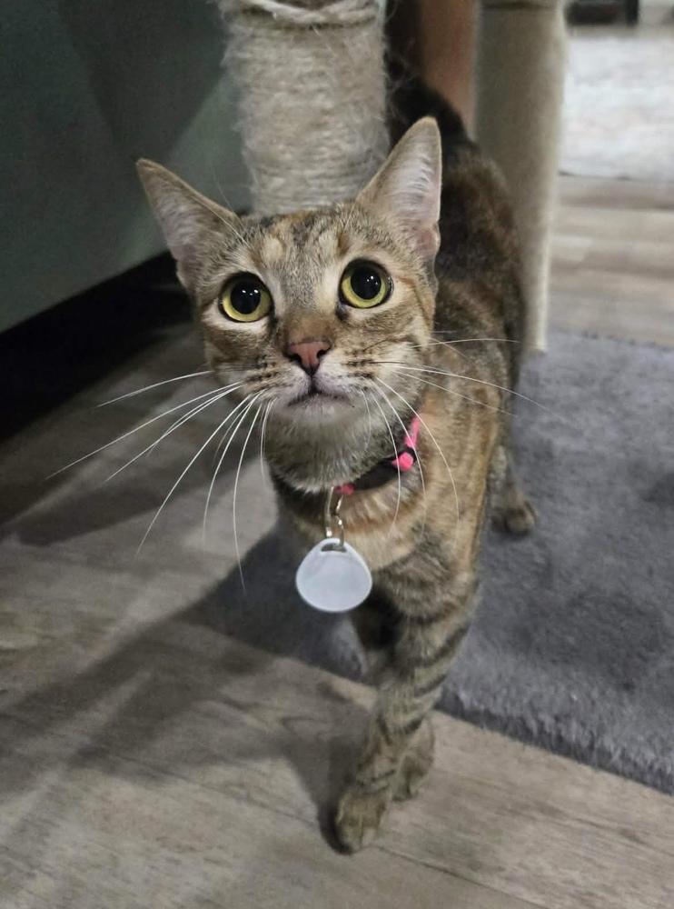 Peanut 4, Adoptable, Adult Female Domestic Short Hair.