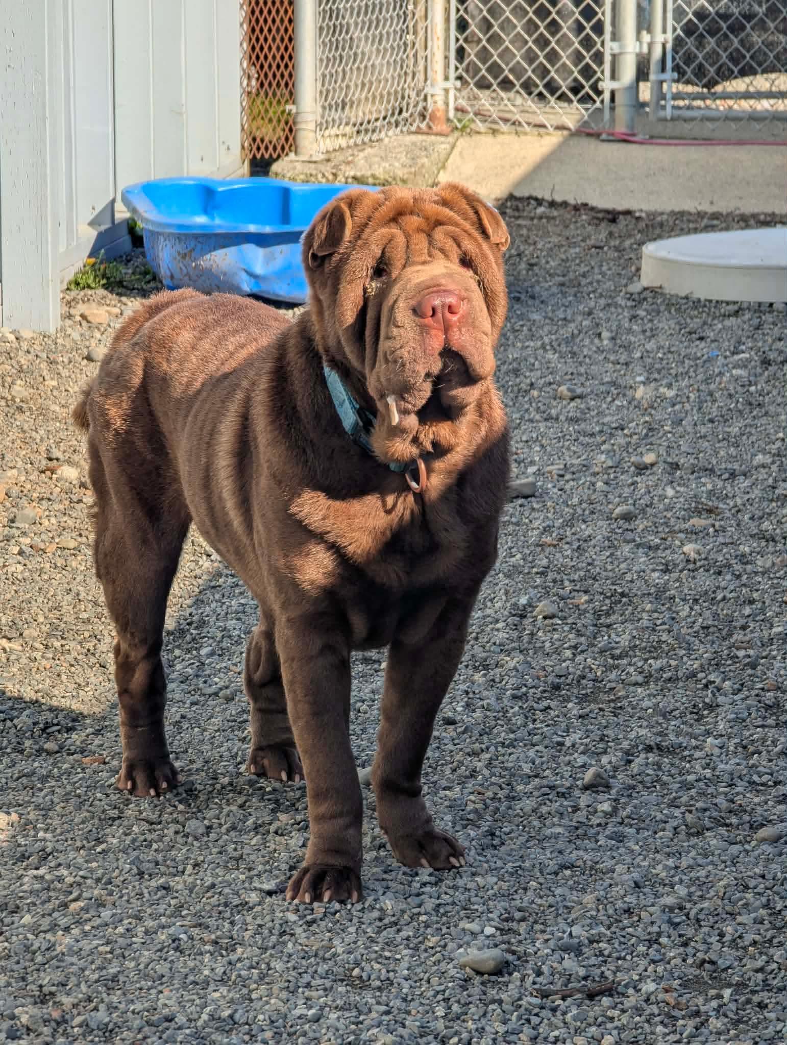 Enlarge Foster needed Vancouver Island (or a short ferry trip away…), a ADOPTABLE Shar-Pei in Vancouver, BC image 4/4