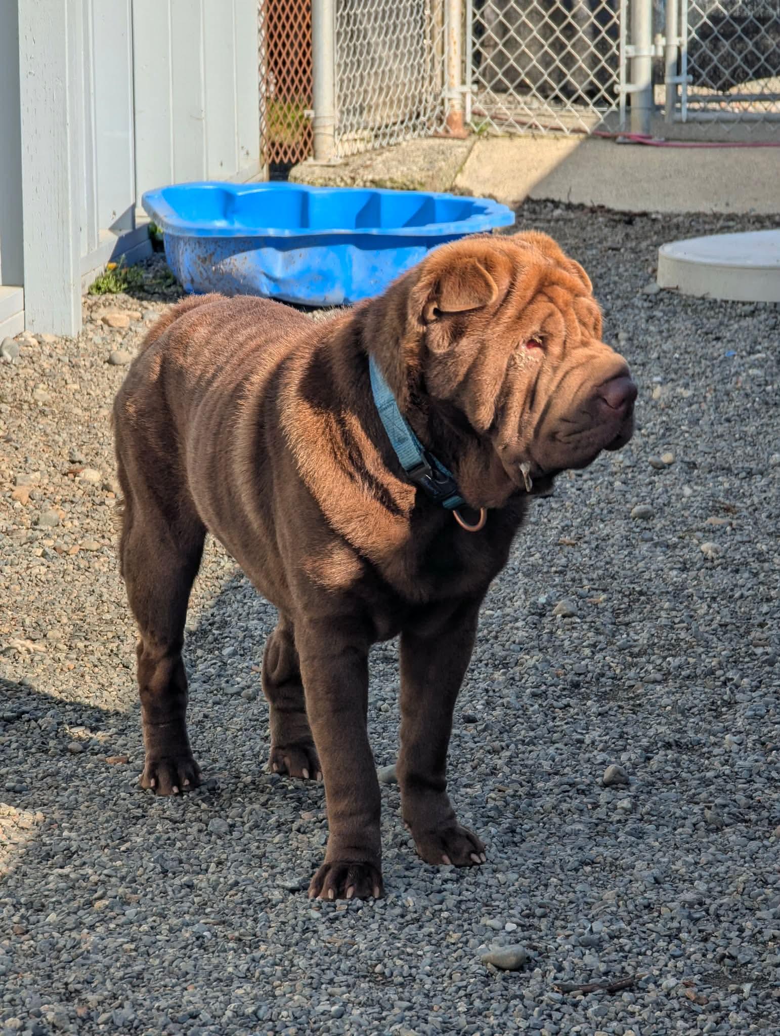 Enlarge Foster needed Vancouver Island (or a short ferry trip away…), a ADOPTABLE Shar-Pei in Vancouver, BC image 2/4