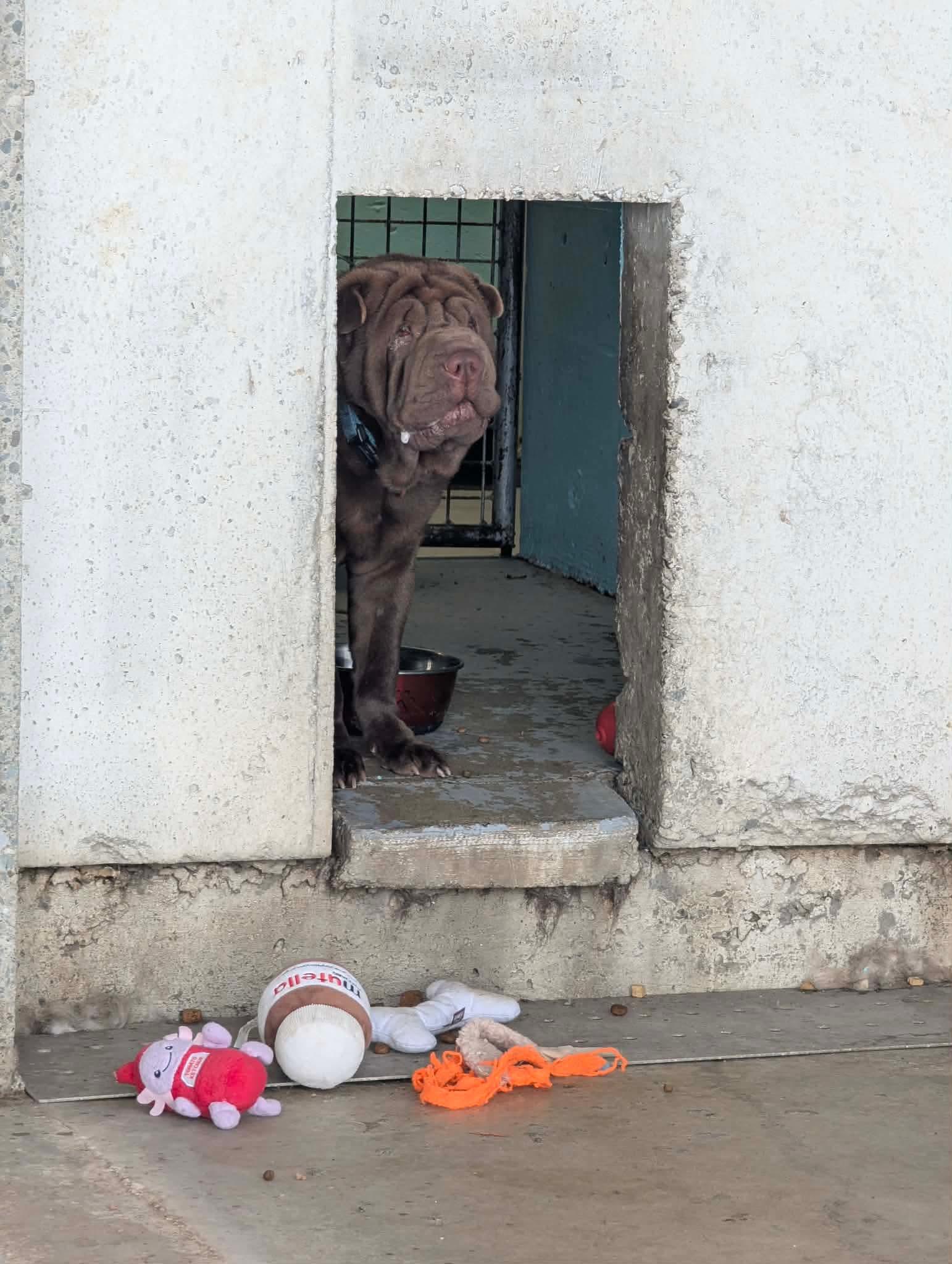 Enlarge Foster needed Vancouver Island (or a short ferry trip away…), a ADOPTABLE Shar-Pei in Vancouver, BC image 3/4