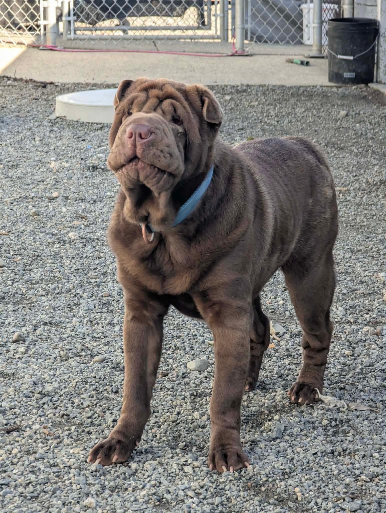 Foster needed Vancouver Island (or a short ferry trip away…), ADOPTABLE, Adult Male Shar-Pei.