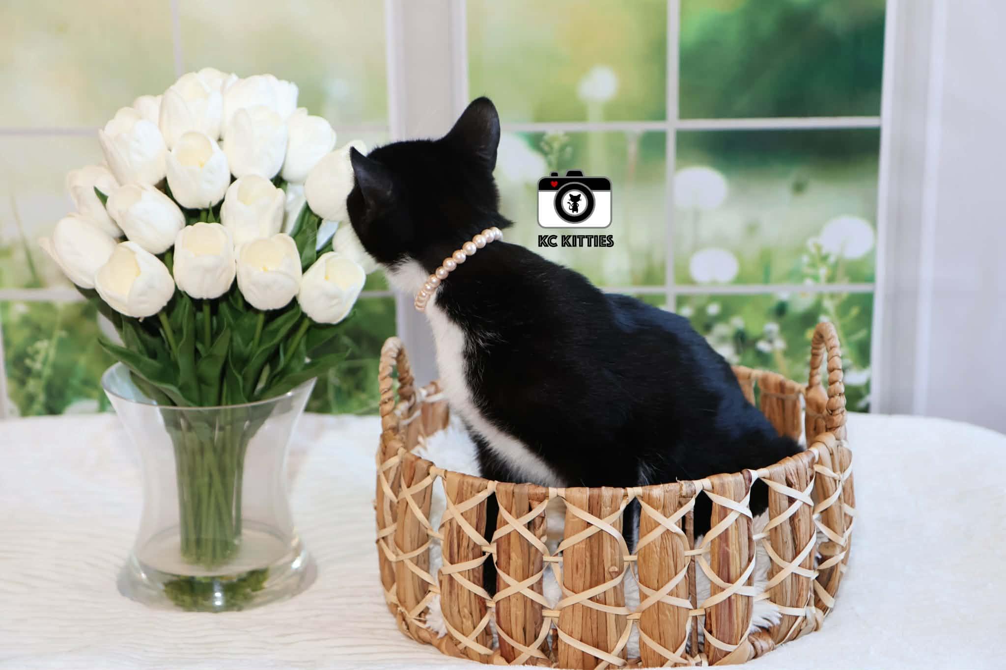 Enlarge Daphne, an adopted Domestic Short Hair in Overland Park, KS image 4/6