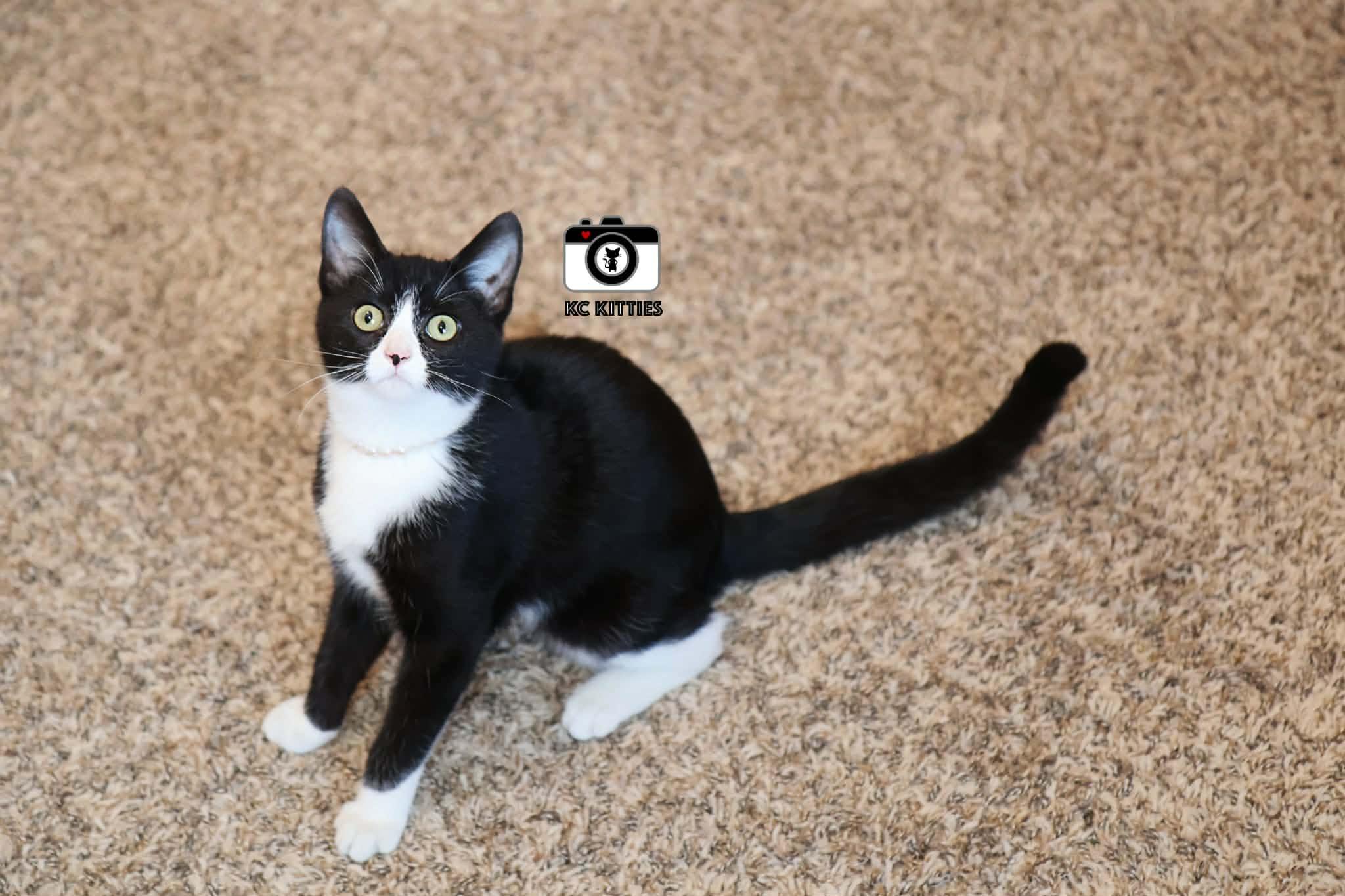 Enlarge Daphne, an adopted Domestic Short Hair in Overland Park, KS image 2/6