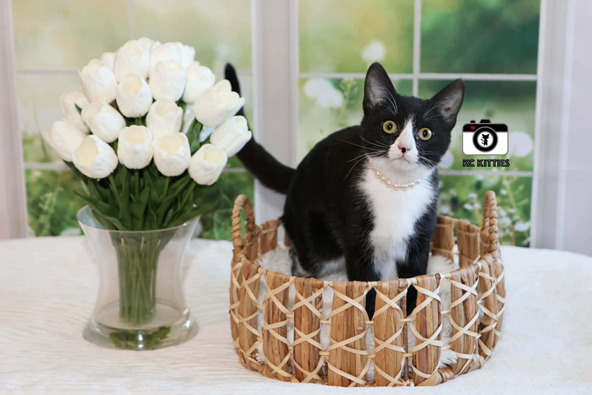 Enlarge Daphne, an adopted Domestic Short Hair in Overland Park, KS image 3/6