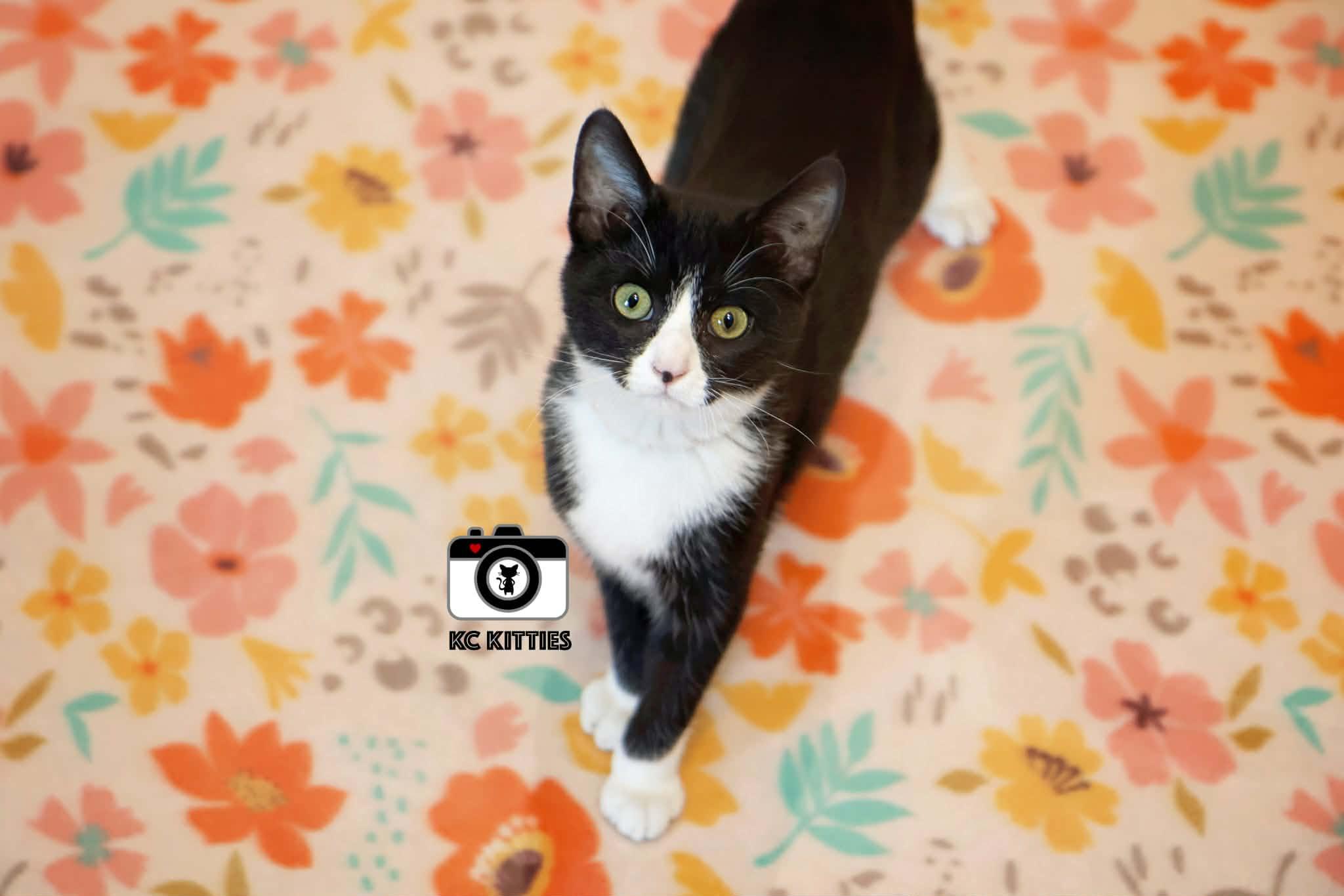Enlarge Daphne, an adopted Domestic Short Hair in Overland Park, KS image 1/6
