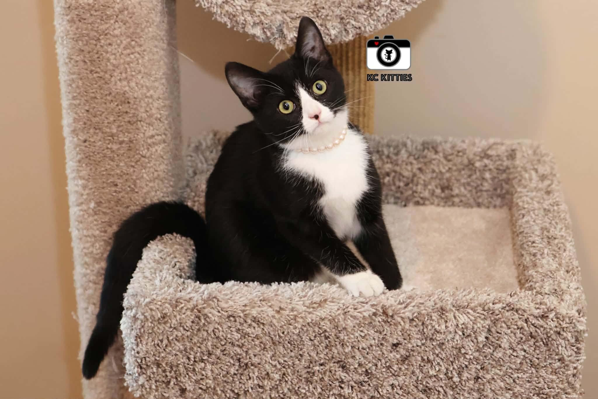 Enlarge Daphne, an adopted Domestic Short Hair in Overland Park, KS image 6/6