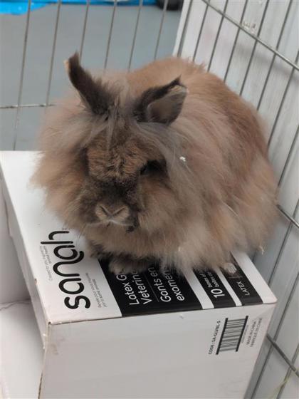 Enlarge Pelusa, a Adoptable Bunny Rabbit in Montreal, QC image 1/1