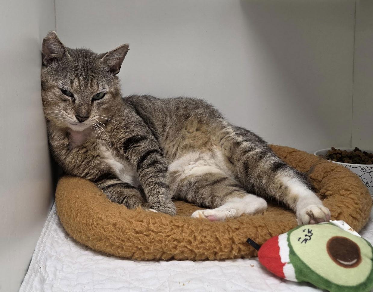 Aloe CC, Adoptable, Adult Male Domestic Short Hair.