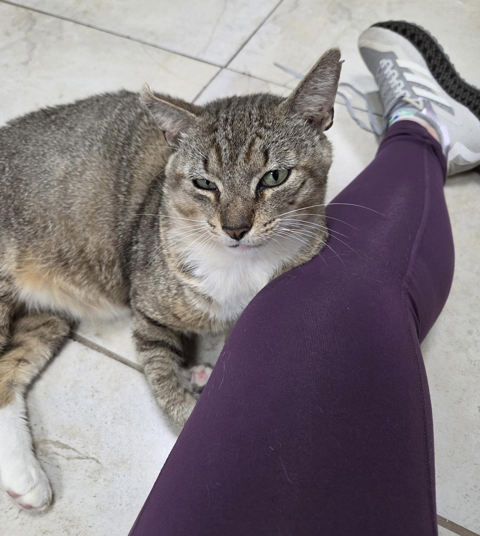 Aloe CC, Adoptable, Adult Male Domestic Short Hair.