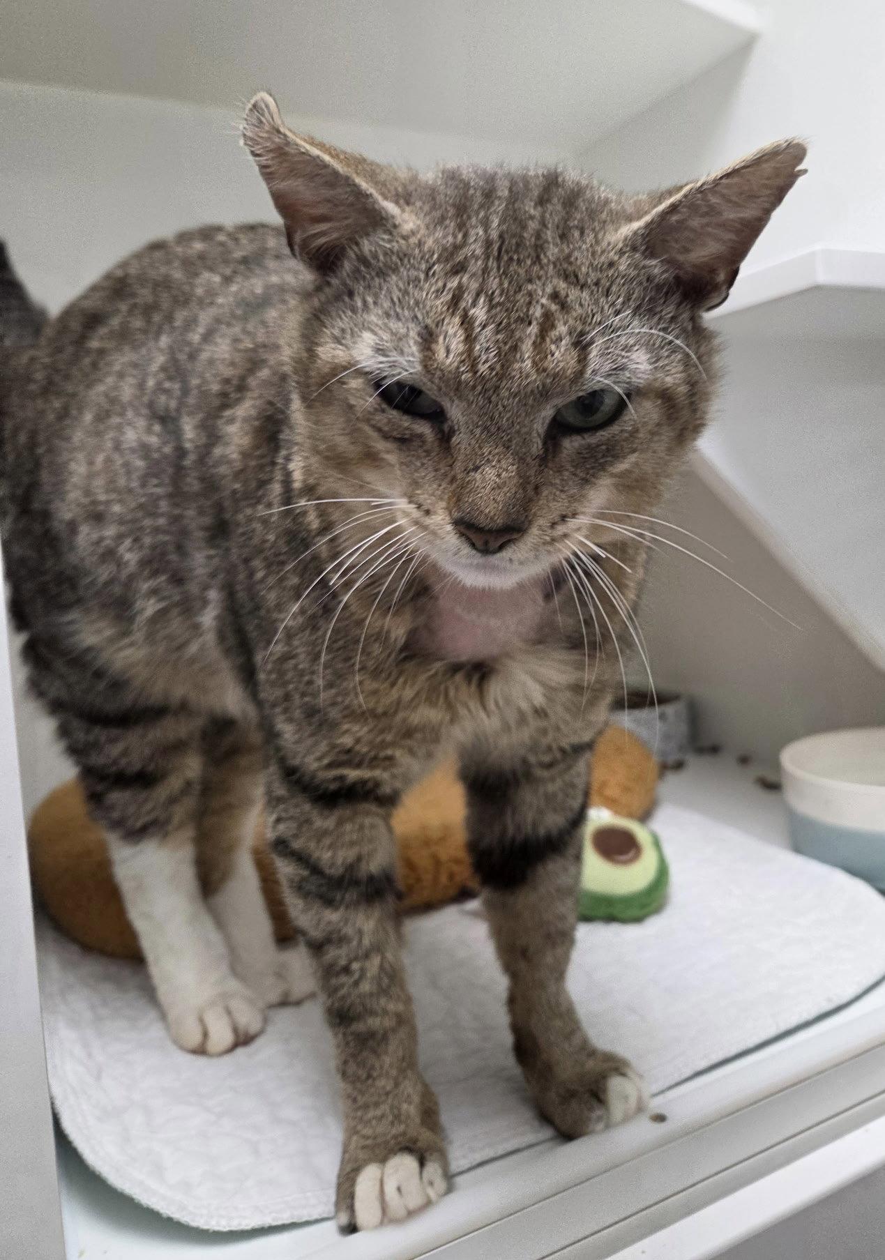 Enlarge Aloe CC, a Adoptable Domestic Short Hair in Satellite Beach, FL image 2/3