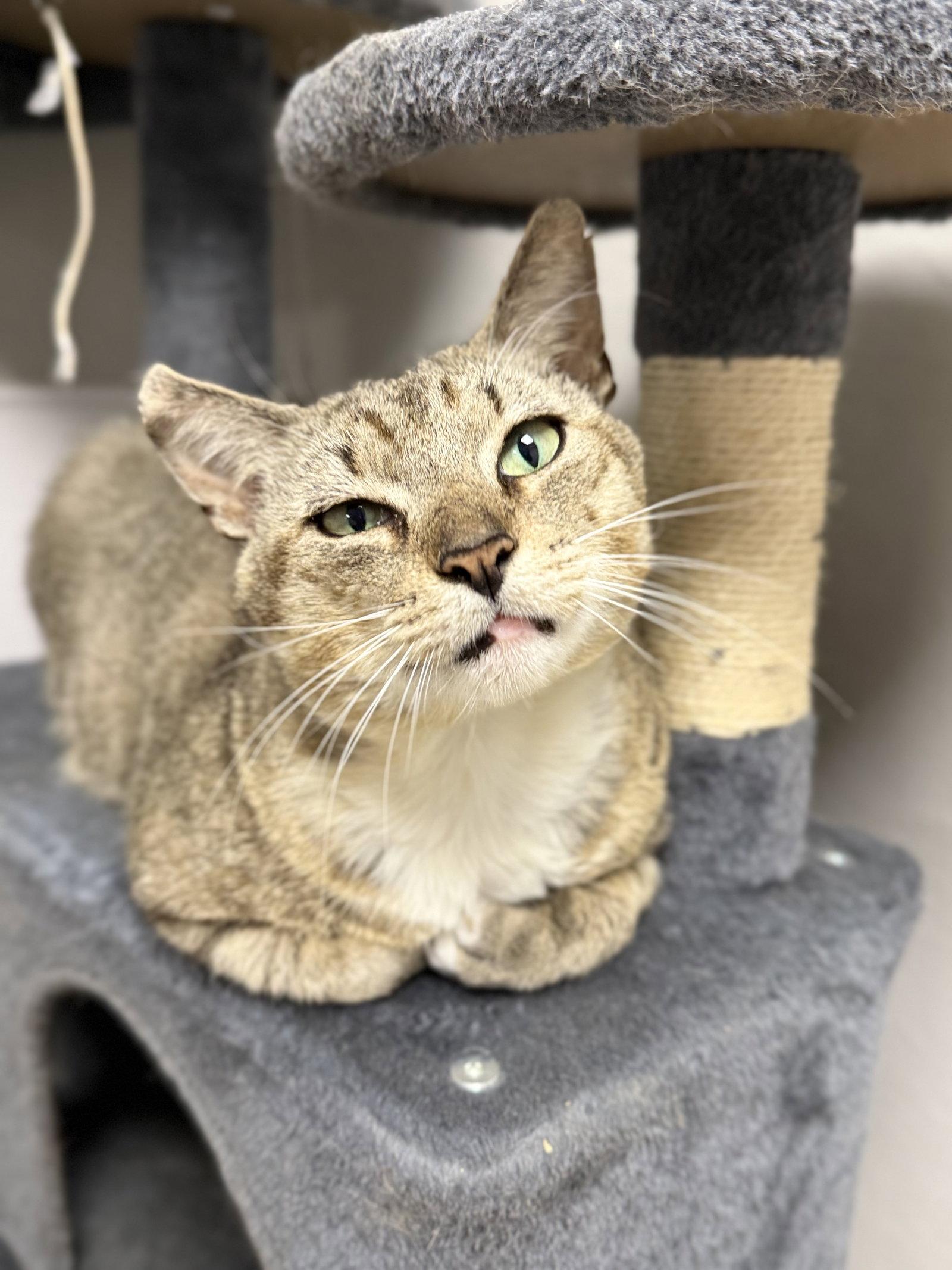 Aloe CC, a Adoptable Domestic Short Hair in Satellite Beach, FL image 2/3