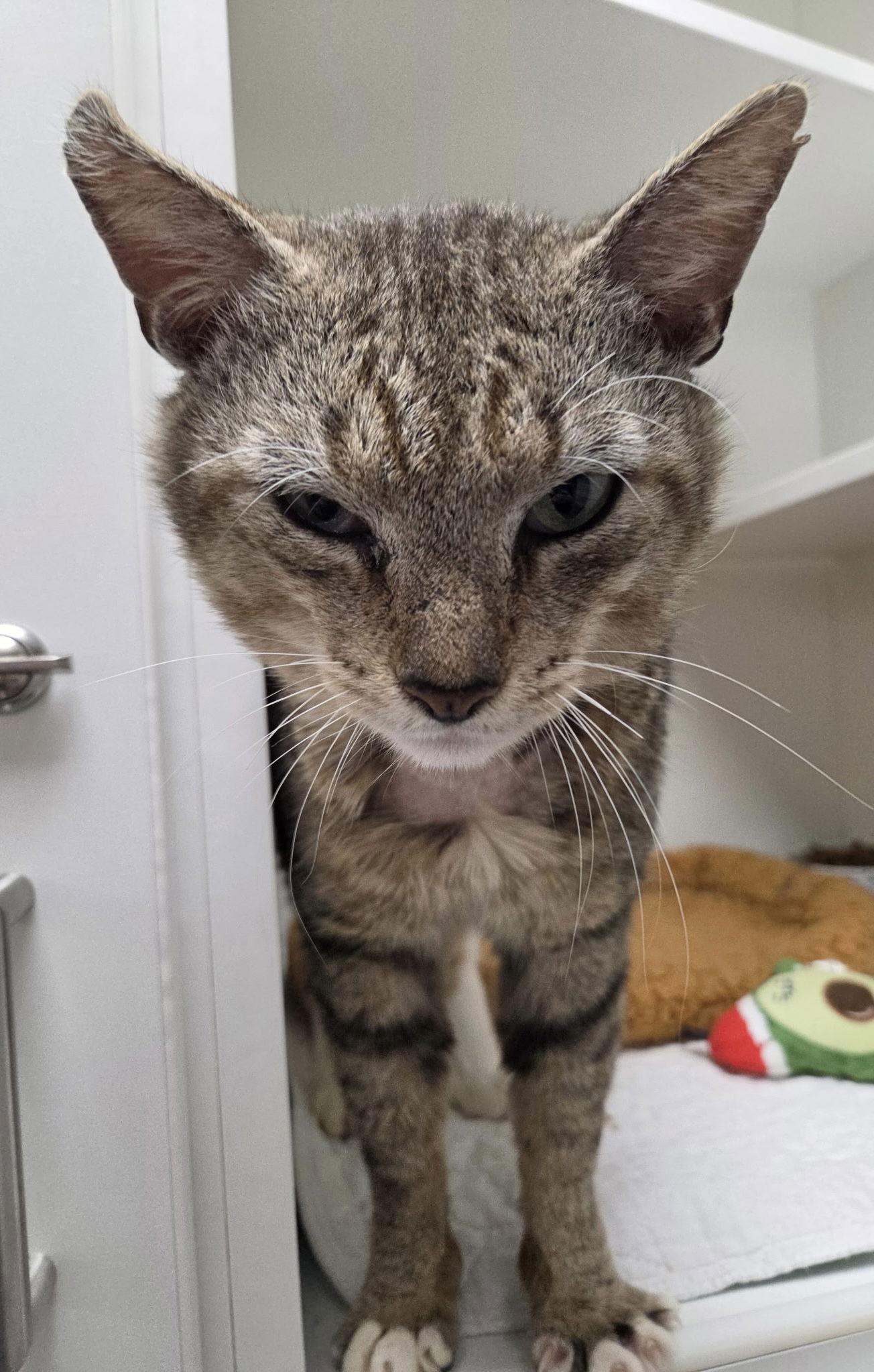 Enlarge Aloe CC, a Adoptable Domestic Short Hair in Satellite Beach, FL image 3/3