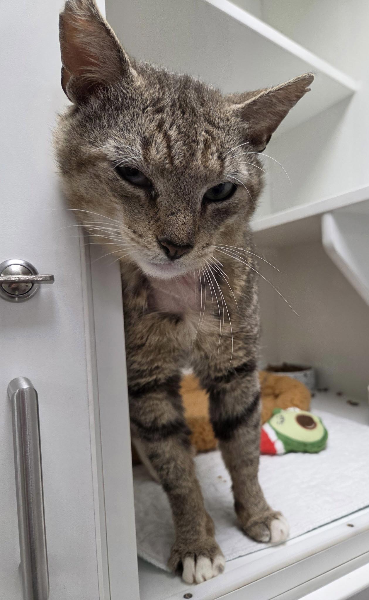 Aloe CC, a Adoptable Domestic Short Hair in Satellite Beach, FL image 3/3
