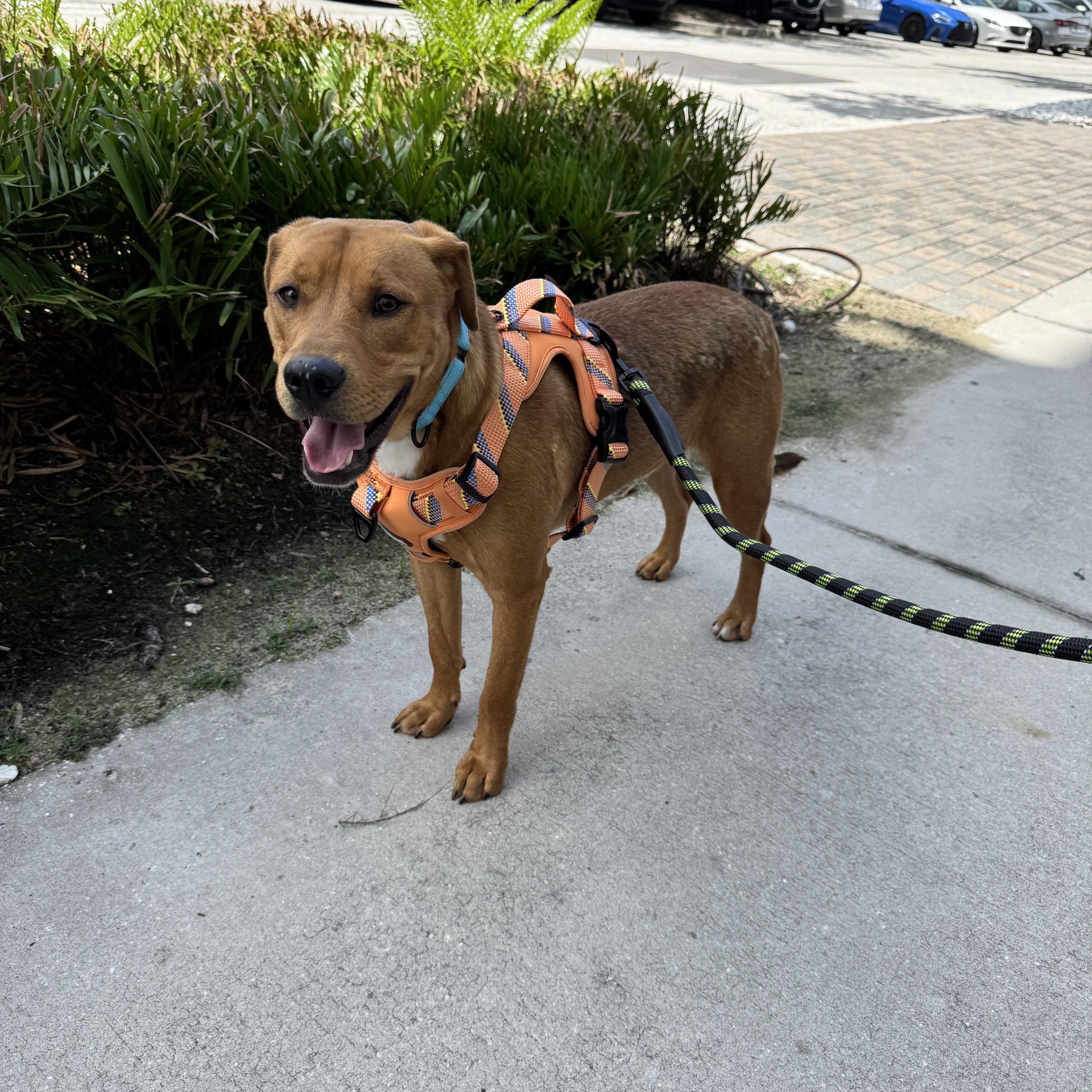 Axel, a Adoptable Mixed Breed in tampa, FL image 3/6