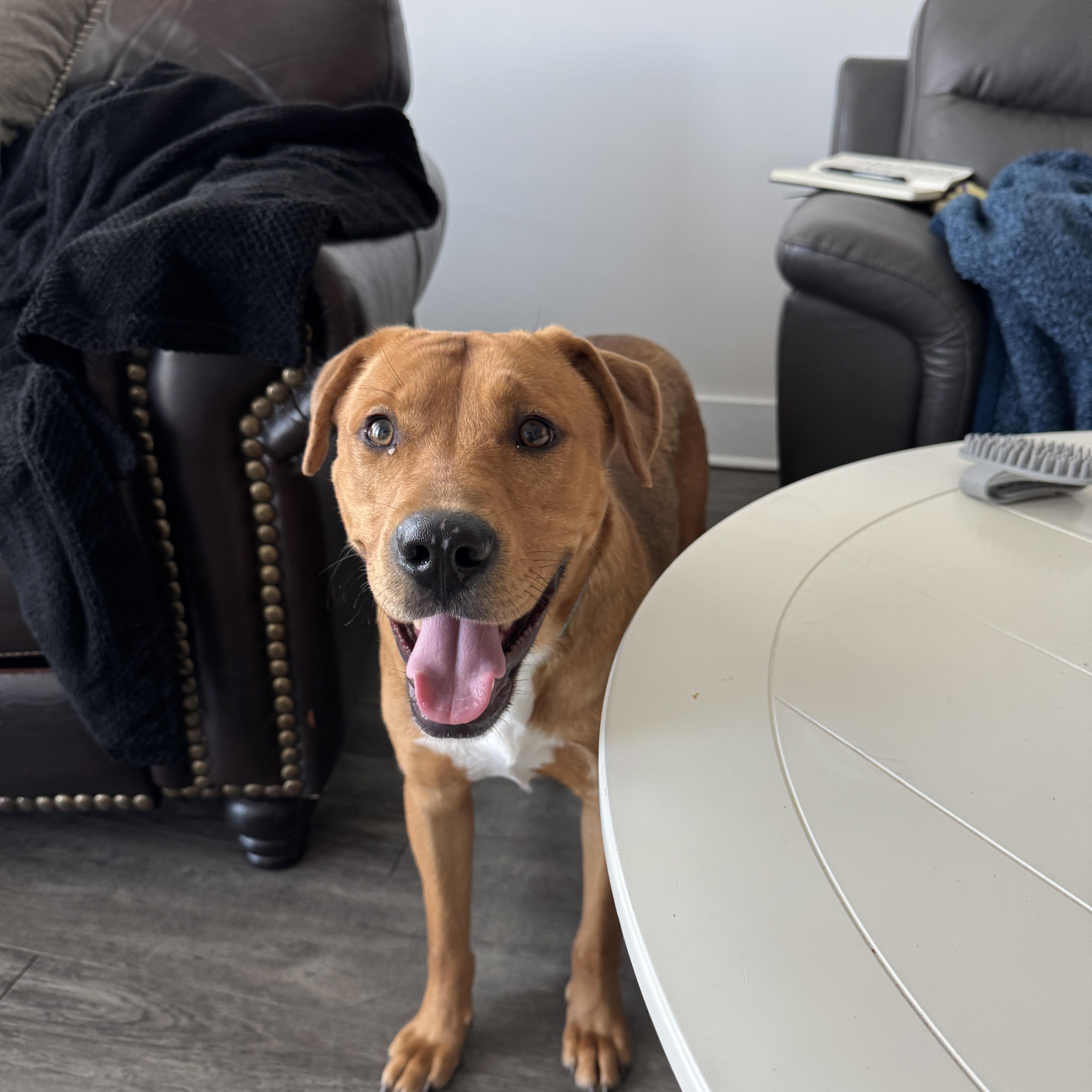 Axel, a Adoptable Mixed Breed in tampa, FL image 4/6