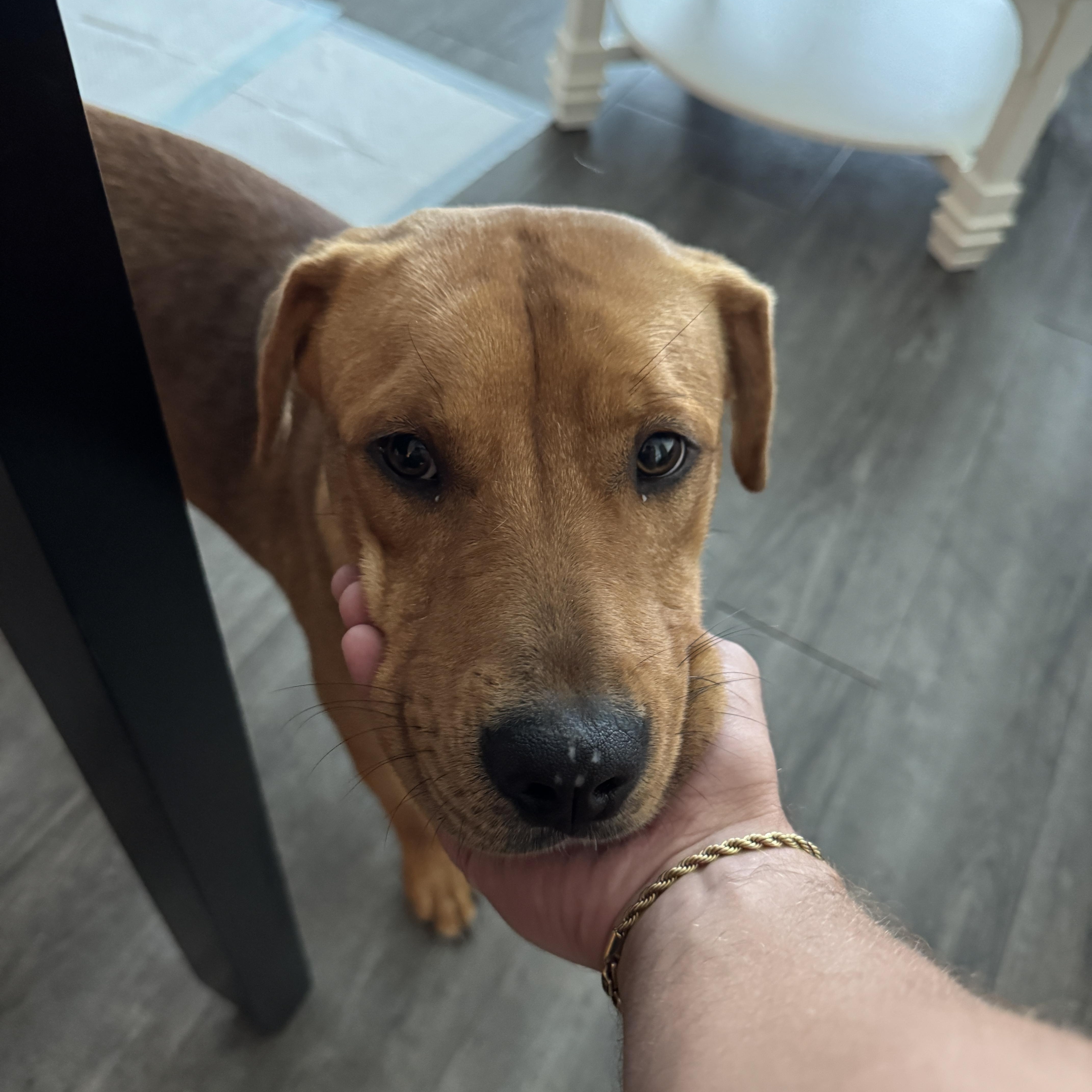 Axel, a Adoptable Mixed Breed in tampa, FL image 5/6