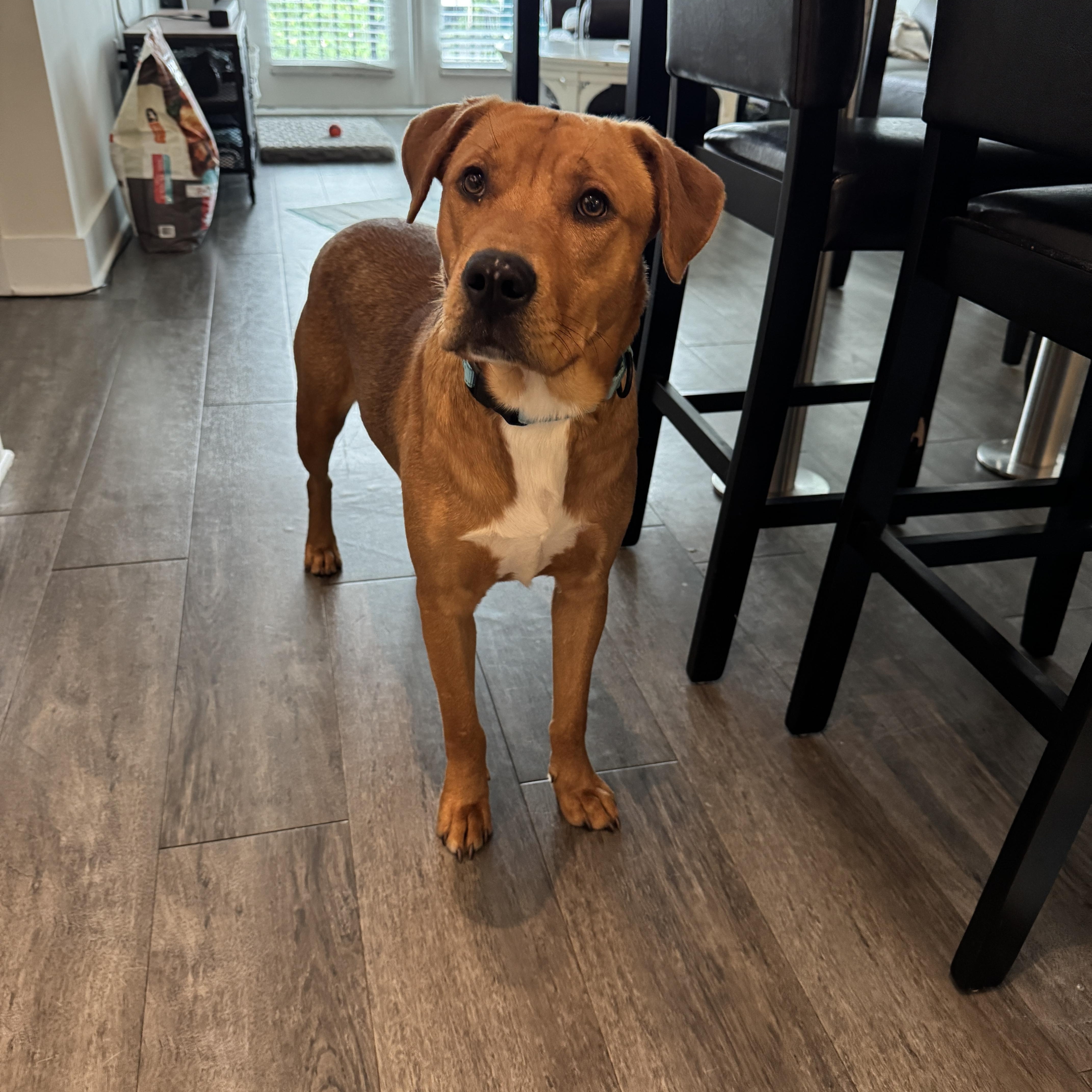 Axel, Adoptable, Puppy Male Mixed Breed.