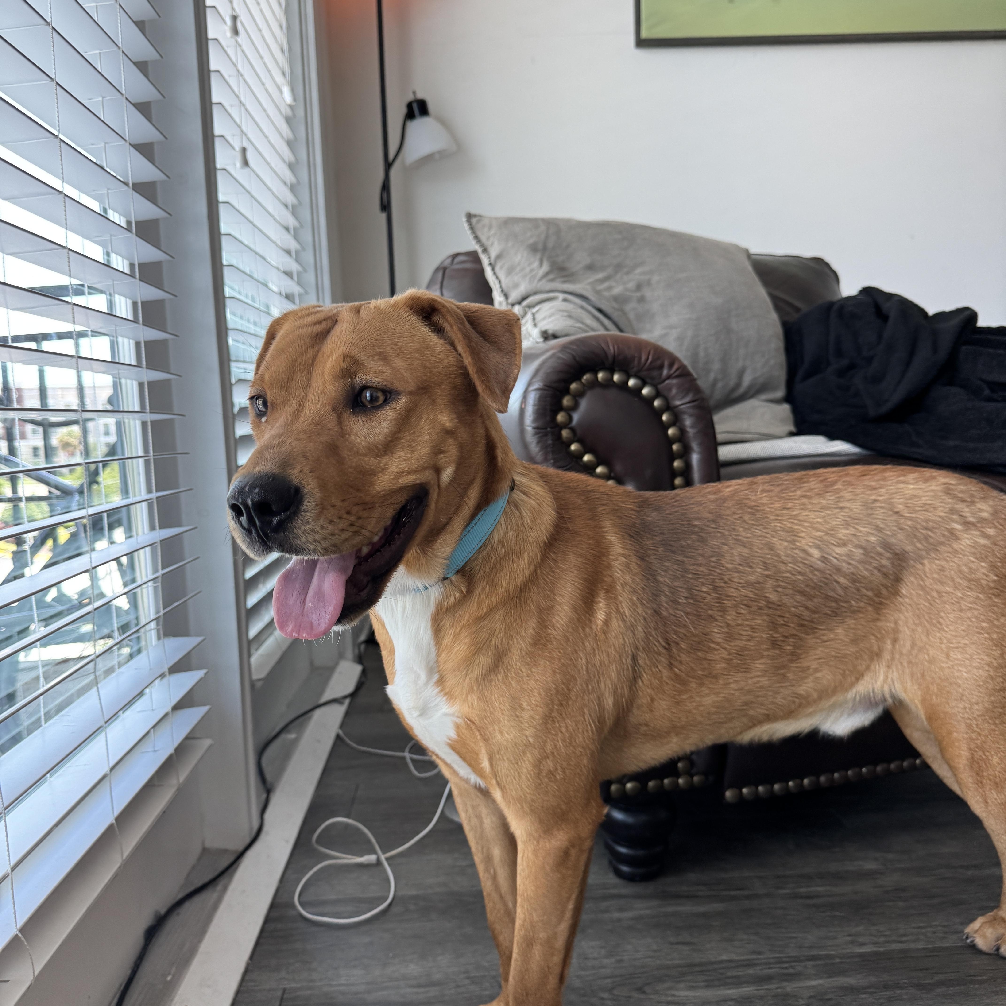 Axel, a Adoptable Mixed Breed in tampa, FL image 6/6