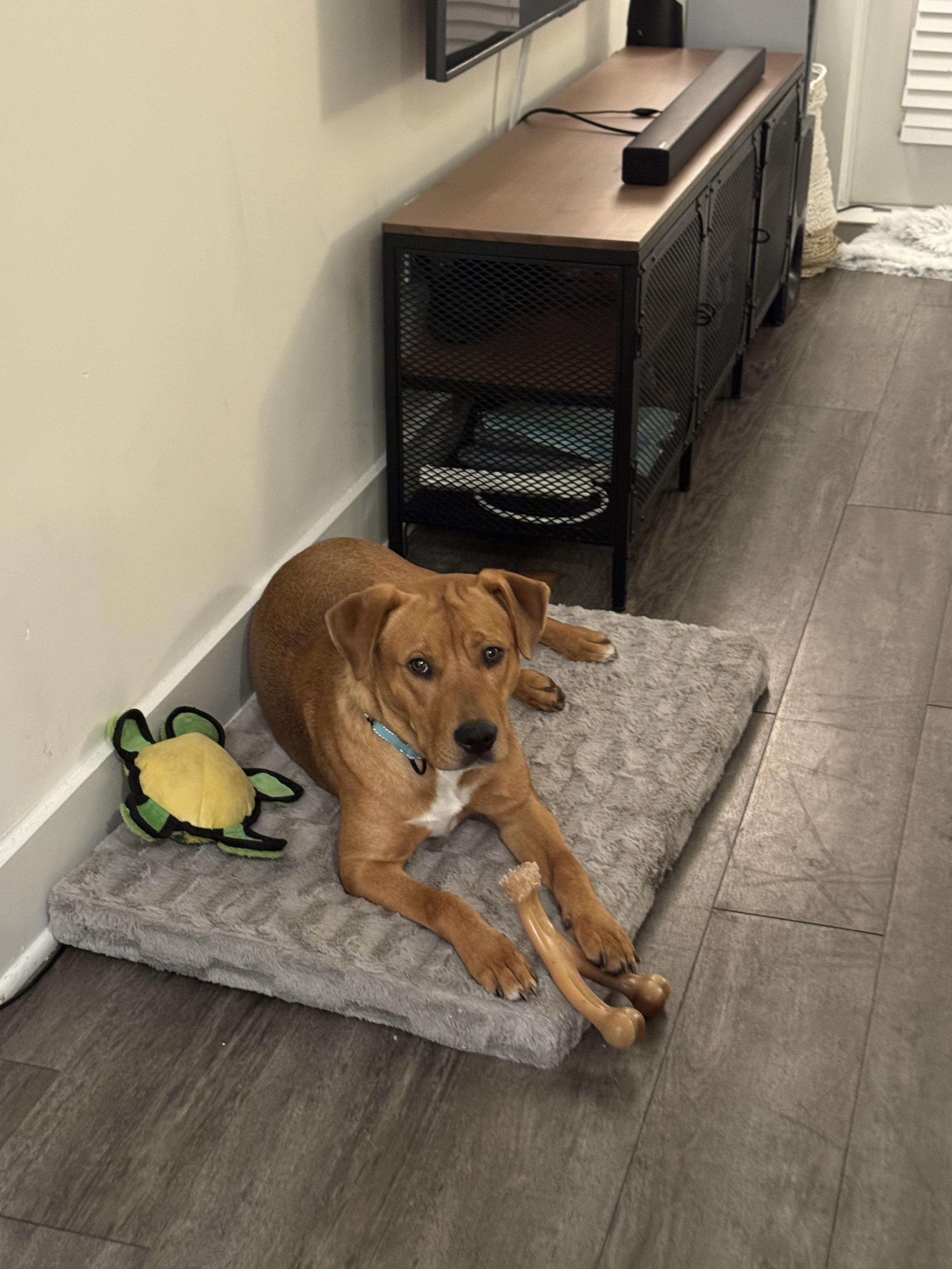 Axel, a Adoptable Mixed Breed in tampa, FL image 2/6