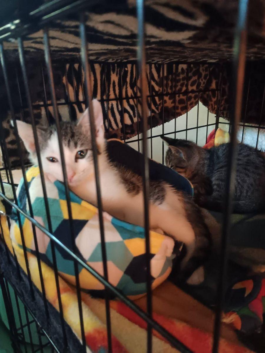 Enlarge ALFALFA, a Adopted Domestic Short Hair in Irmo, SC image 1/2