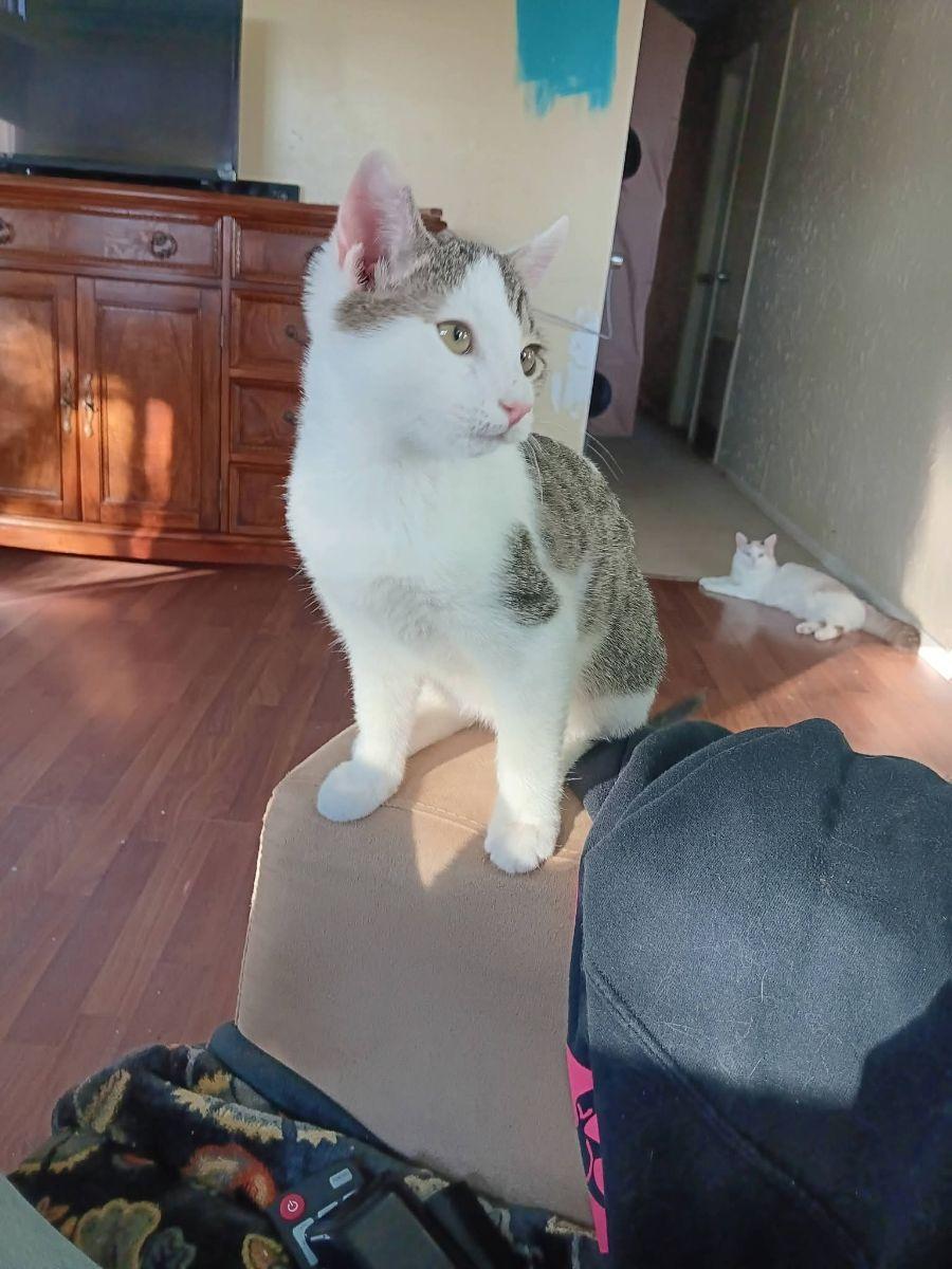 Enlarge ALFALFA, a Adopted Domestic Short Hair in Irmo, SC image 2/2