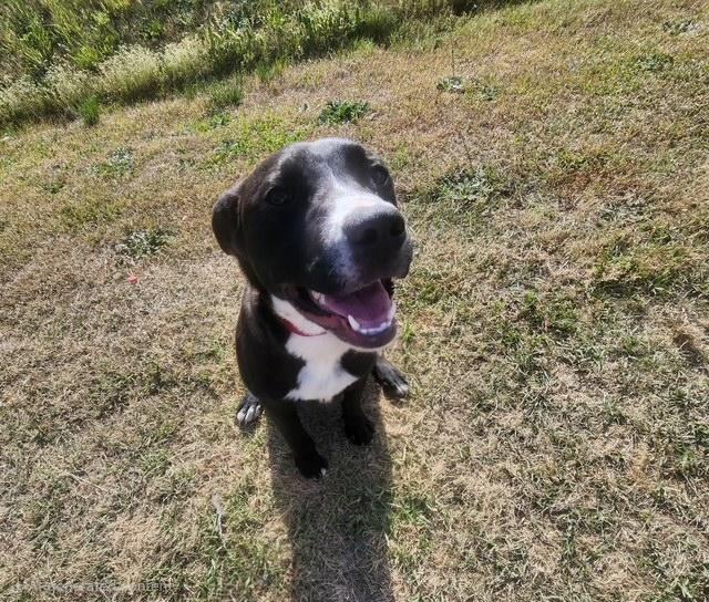 Enlarge Cora, an adopted mixed breed in Manhasset, NY image 5/6