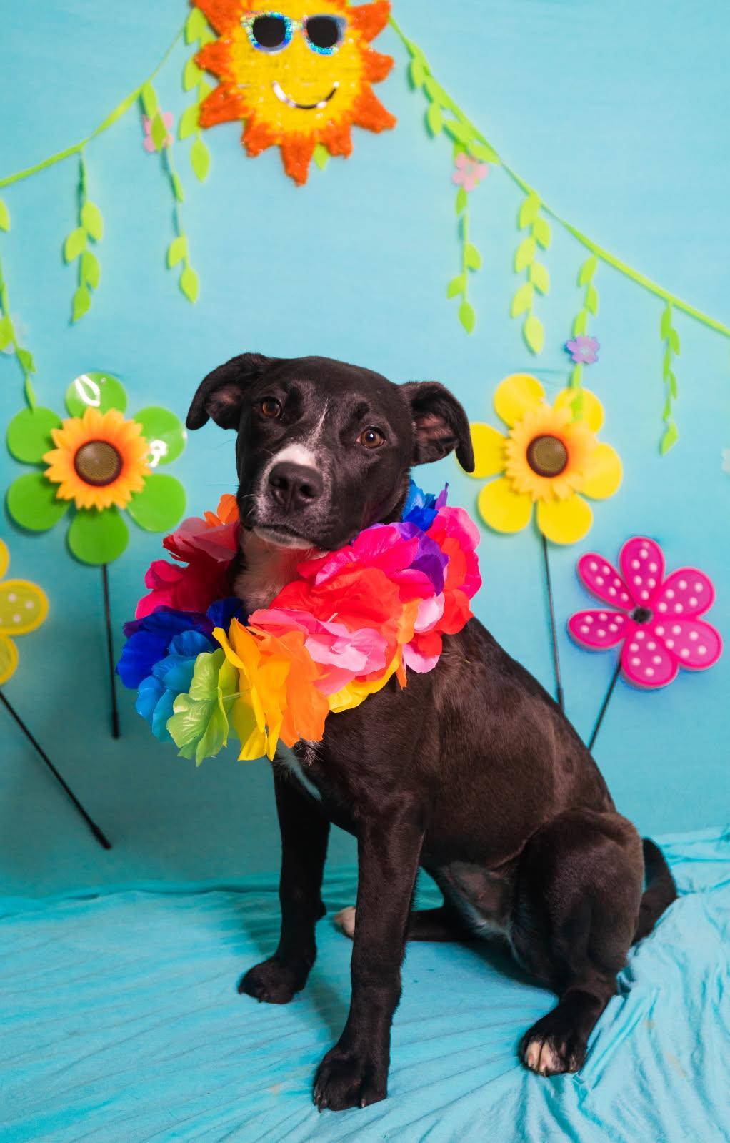 Cora, adopted, Puppy Female Labrador Retriever.