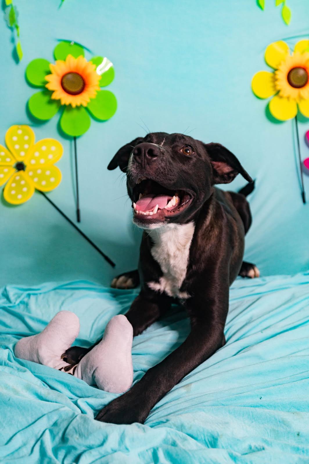 Enlarge Cora, an adopted mixed breed in Manhasset, NY image 3/6