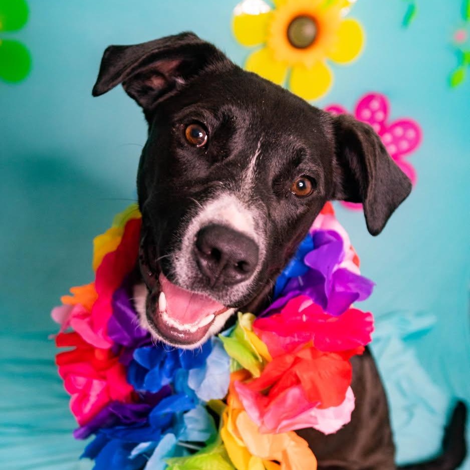 Enlarge Cora, an adopted mixed breed in Manhasset, NY image 2/6