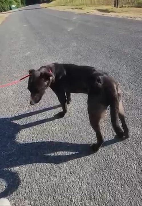 Enlarge Cora, an adopted mixed breed in Manhasset, NY video 4/6