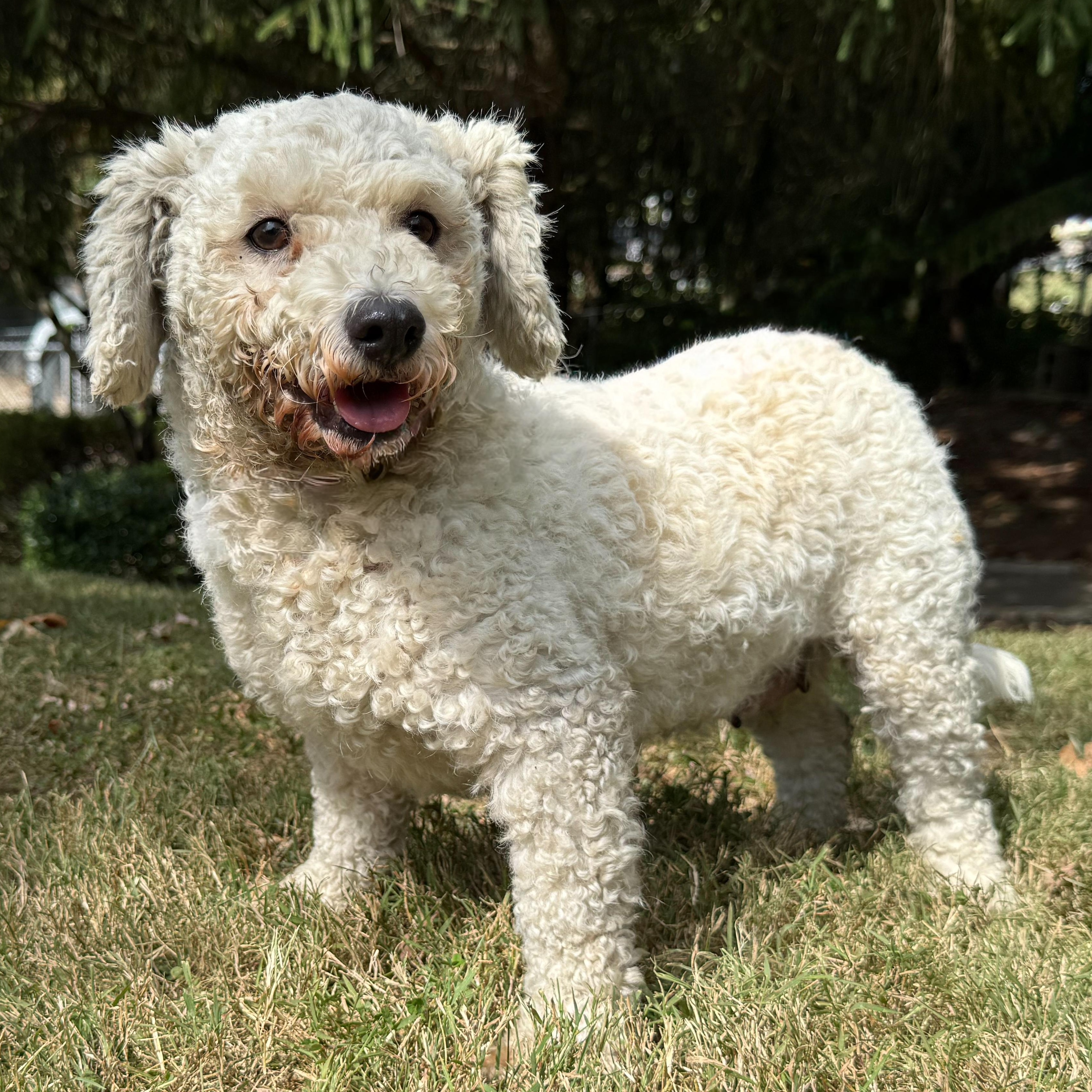 Enlarge Villanova, a Adoptable mixed breed in Latrobe, PA image 2/5