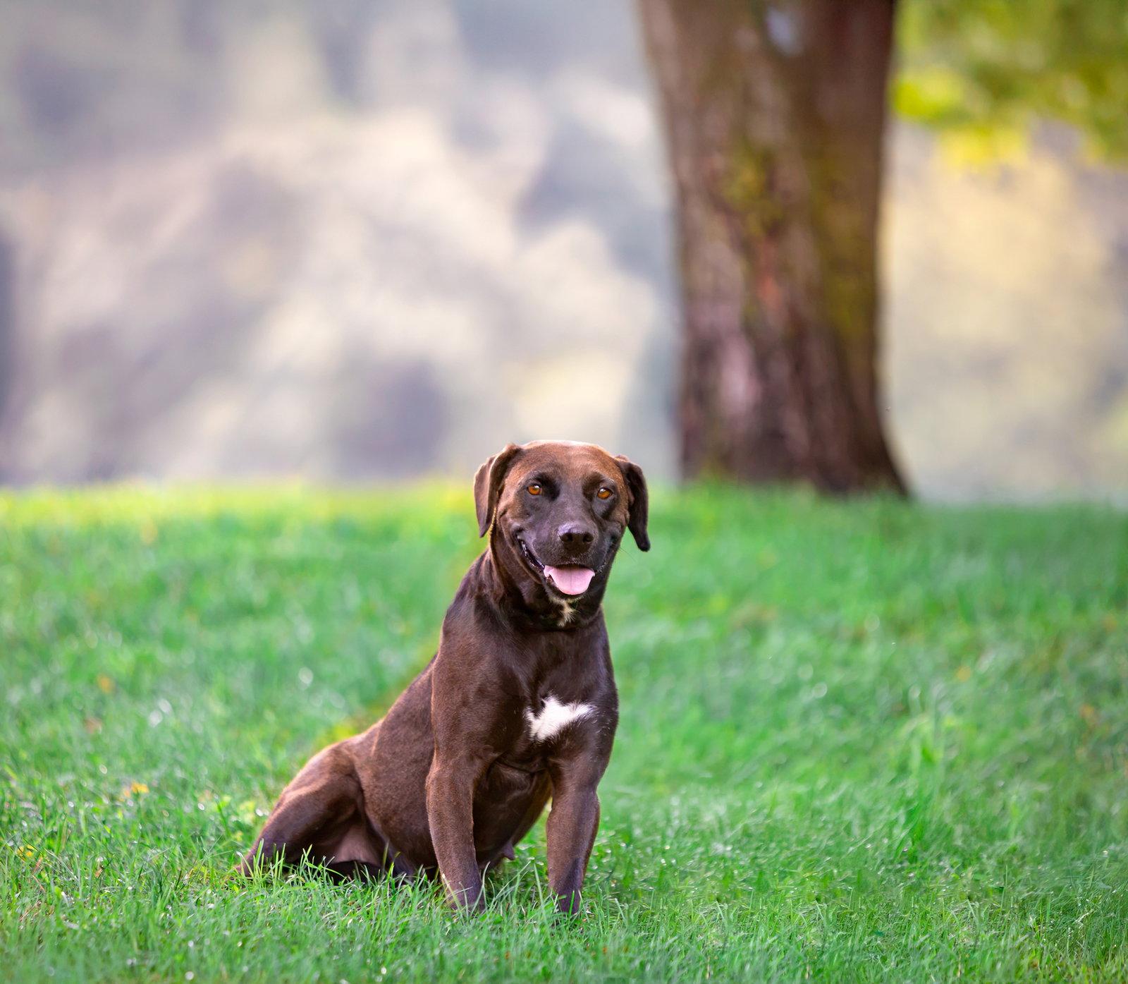 Lara, Adoptable, Young Female Labrador Retriever & Coonhound.