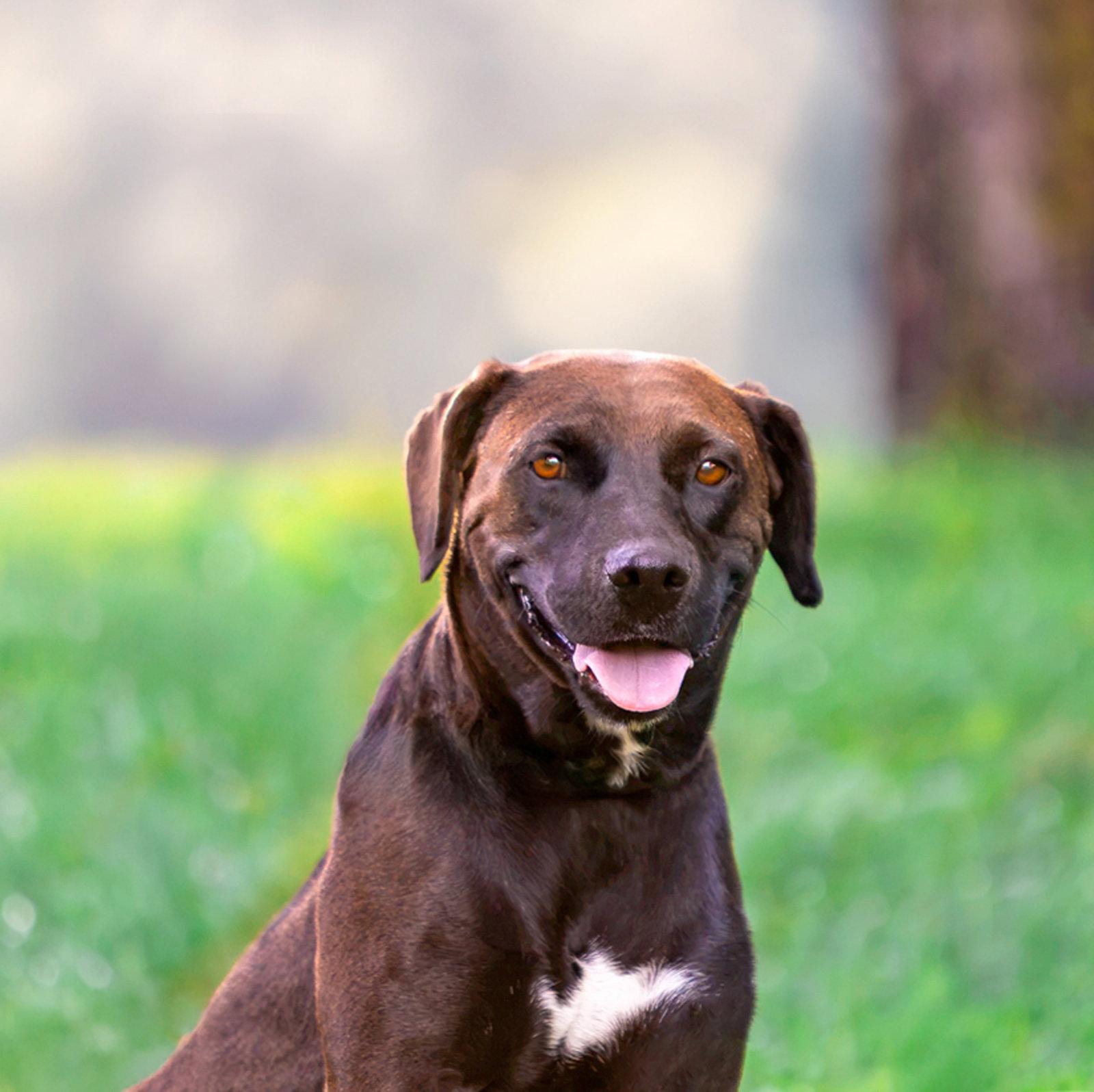 Lara, a Adoptable mixed breed in Coatesville, PA image 2/2