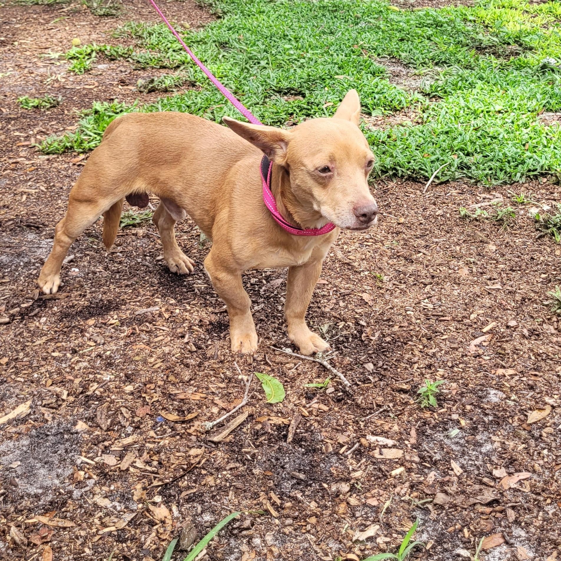 Enlarge Rolo, a Adoptable mixed breed in Chiefland, FL image 2/2
